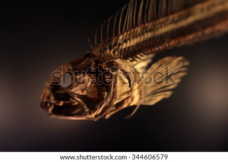 Photo closeup of dried boned fish skeleton cranium fin and spine bone on dark blurred background, horizontal picture