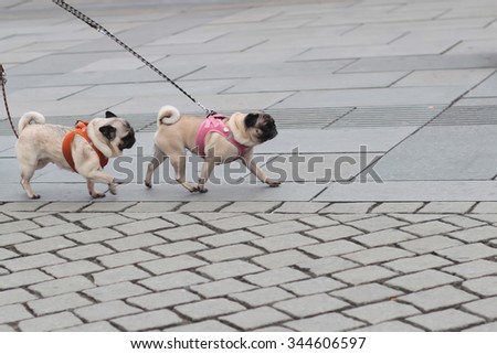 Photo of two breed dogs pugs with wrinkly short-muzzled faces curled tails fawn coats and muscled bodies walked on lead along flag-stone pavement on grey urban landscape background, horizontal picture