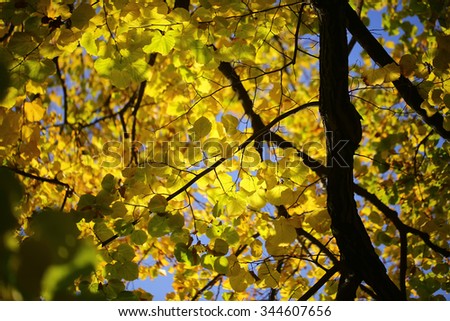 Photo low angle view of beautiful sun-illuminated autumn green yellow heavy foliage on branches of golden-leaved trees over blurred bright blue sky background, horizontal picture