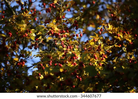 Photo seamless of beautiful autumn sun-illuminated branches of bushes with golden yellow leaves and red berries over blurred bright blue sky background, horizontal picture