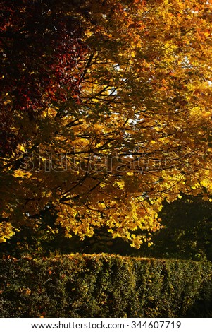 Photo of beautiful autumn park with picturesque broad-crowned golden-leaved trees and verdant hedge on bright fall colorful heavy foliage background, vertical picture