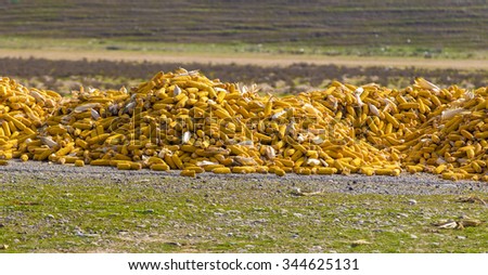 Fresh yellow corn stacked on the road side in Iraqi countryside near Kirkuk city 