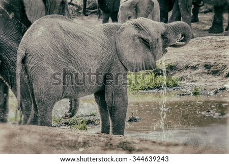 Vanishing Africa: vintage style image of a Young Elephant in the Hlane Royal National Park, Swaziland
