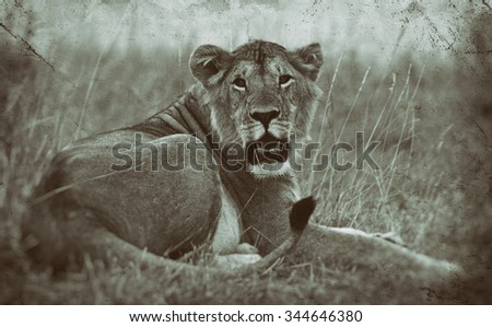 Vanishing Africa: vintage style image of an African Lion in the Maasai Mara National Park, Keny