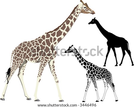 Vector illustration and silhouette of walking (standing) giraffe