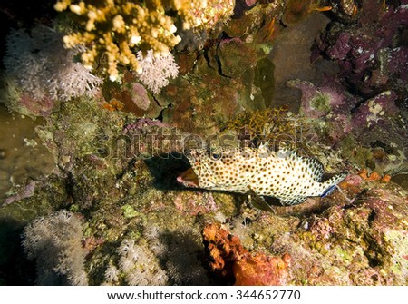 Greasy Rock Cod - Epinephelus tauvina, Red Sea, Egypt