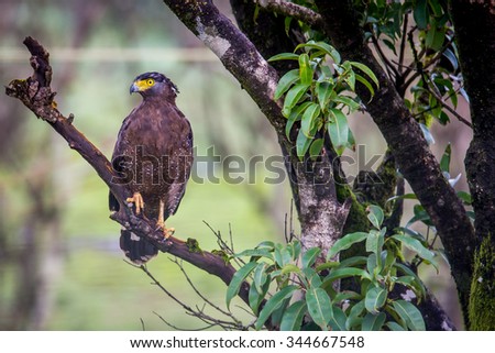 Serpent eagle on a branch
