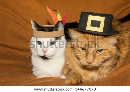 Thanksgiving Cats Royalty-Free Stock Photo #344677070