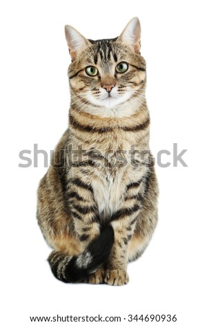 Beautiful cat isolated on a white Royalty-Free Stock Photo #344690936
