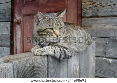 Old striped combat cat on the porch of an old wooden house