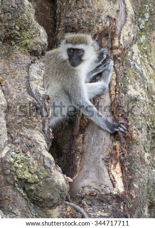 Africa, Tanzania Serengeti National Park, Ngorongoro crater area monkey