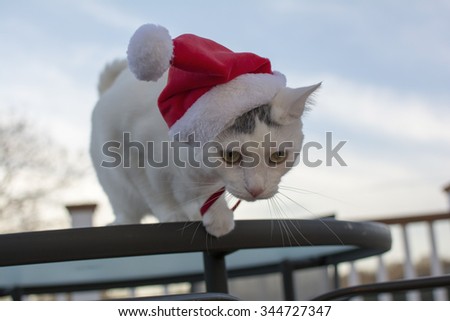 Outdoor christmas cat portrait, White cat with red christmas hat on head, Cute holidays cat, Kitty cat with christmas hat jumping off the glass table outside the deck