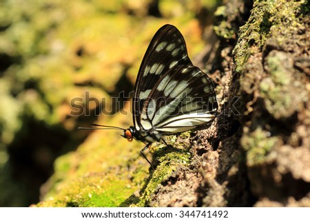 Siren butterfly (Hestina persimilis japonica) in Japan