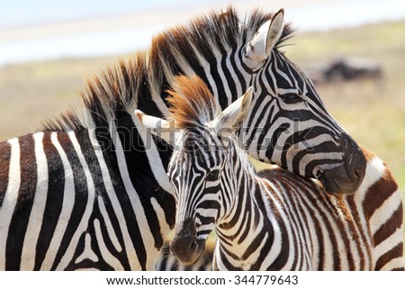 A baby zebra (Equus Quagga) and his mother in Ngorongoro Conservation Area, Tanzania Royalty-Free Stock Photo #344779643