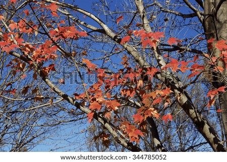 Autumn maple tree leaves