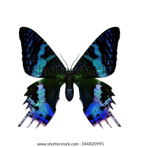 Beautiful velvet blue butterfly isolated on white background