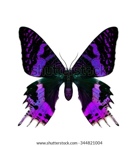 Beautiful velvet purple butterfly isolated on white background