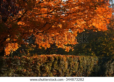 Photo of beautiful autumn park with picturesque broad-crowned golden-leaved trees and verdant hedge on bright fall orange heavy foliage background, horizontal picture