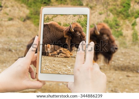 Taking snapshot of bison with a calf using a tablet.