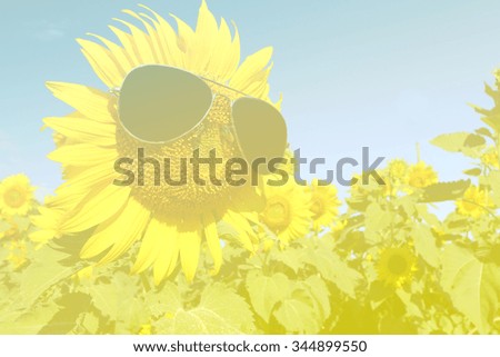 sunflower insert sunglasses and lighting vintage background