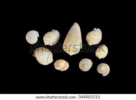 Set fossilized seashells. Class: Gastropoda  Subclasses: Prosobranchia.  Neogene Period
