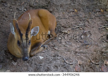 a deer laying on a ground