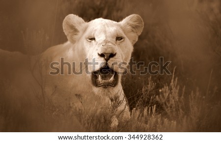 A white lioness looking intensely with her blue eyes in this beautiful close up photo of her face. This was taken at Pumba game reserve, eastern cape, south africa