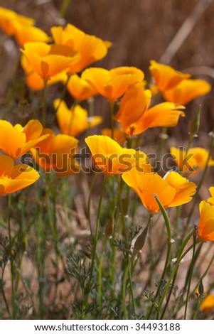 california state flower