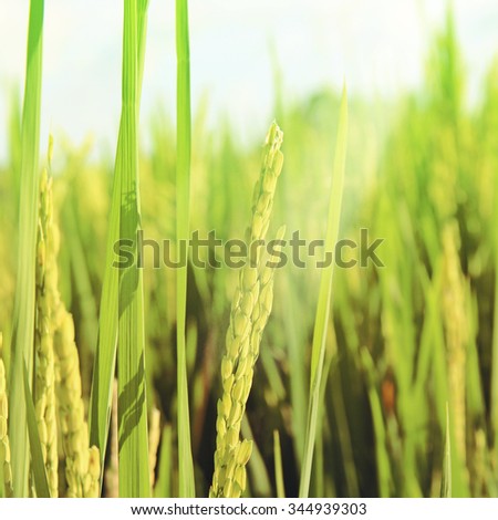  rice field vintage effect