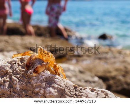 Molt crab on the rocks
