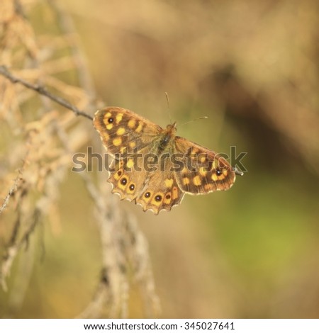 Vintage blur butterfly