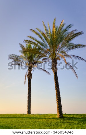 Picture of two palm trees standing on green grass. Beautiful big tropical trees on sunrise or sunset outdoor blue sky background.