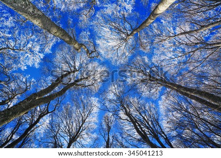 design element. Trees in hoarfrost  Royalty-Free Stock Photo #345041213