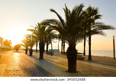 Picture of palm trees on tropical embankment. Beautiful trees on sunset cityscape outdoor background.