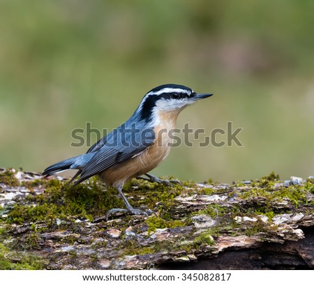 Red-breasted Nuthatch in Fall on Green Background