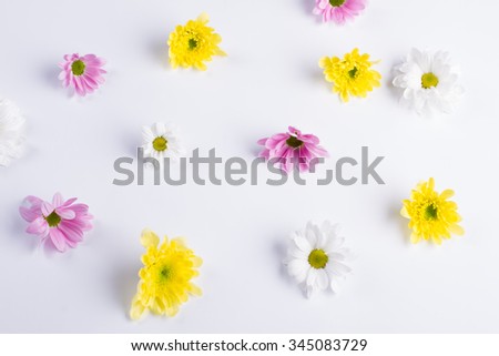 Beautiful flowers background. Colorful chrysanthemums on a white background.
