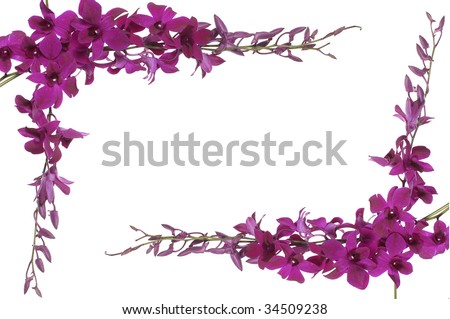 Pink orchids frame