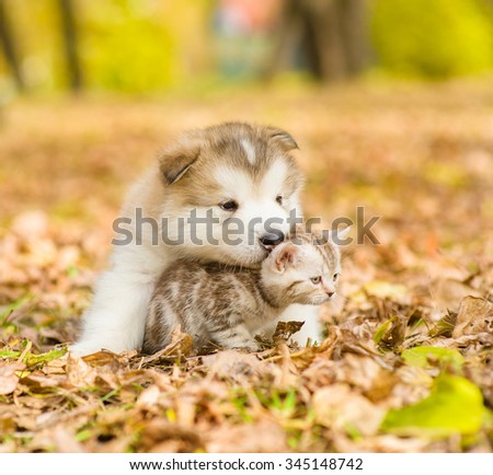 Alaskan malamute puppy hugging cute tabby kitten in autumn park