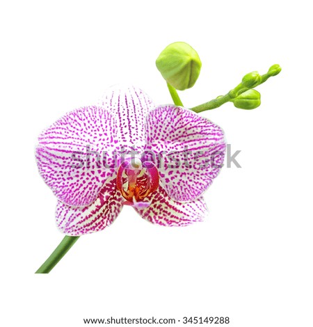 Pink orchid flower isolated on a white background