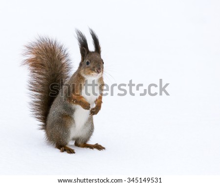 red fluffy squirrel standing on the snow in winter park