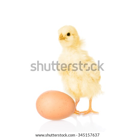 chicken with egg. isolated on white background