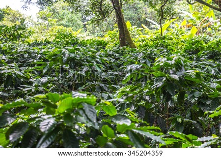 Arabica Coffe Plants in Boquete in Panama