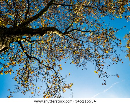 Fall colors on branches of trees