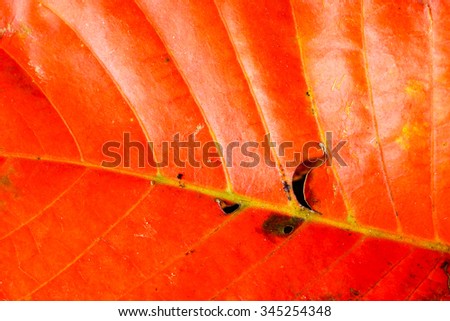 Leaf texture background close up wall:select focus with shallow depth of field:macro shot:ideal use for background.