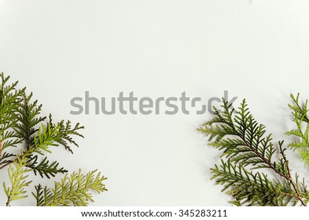 unusual natural fresh green branches of cedar or fir on white background