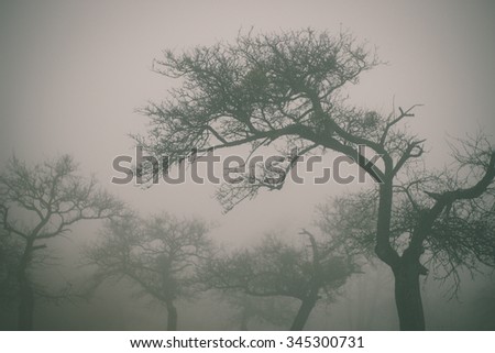 foggy misty morning time in the garden with silhouettes of leafless trees