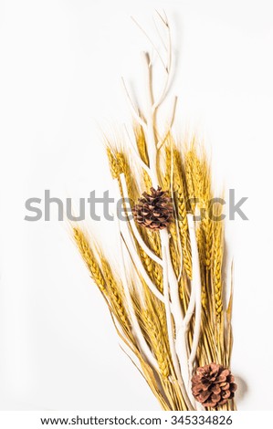 Decorated wheat, branch and cone pine isolate on white background