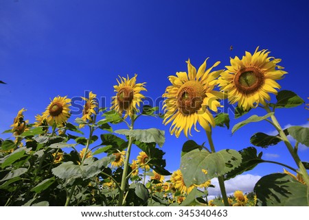 sunflower field over cloudy blue sky and bright sun lights