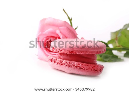 macaroon tender pink rose isolated on white background