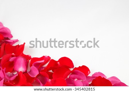 Petals of red and pink roses on white background 
